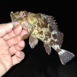 ワームでガシラ