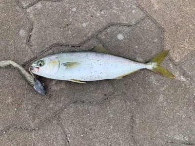 ツバスおっきくなってきた♫