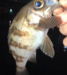 まだまだメバルは釣れる!