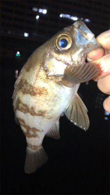 まだまだメバルは釣れる！