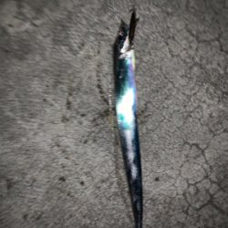 活性高い タチウオ釣り