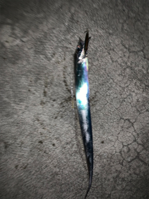 活性高い タチウオ釣り