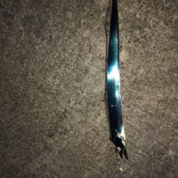 青岸タチウオ五本