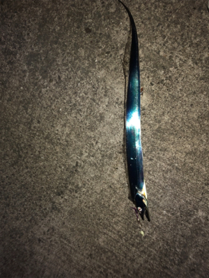 青岸タチウオ五本