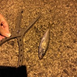 アジの回遊待ち