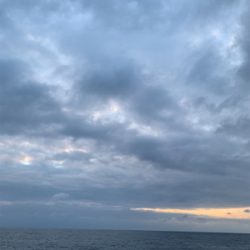 大きいアオリイカ!