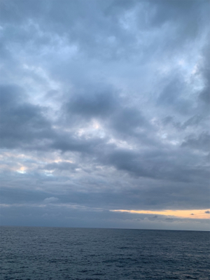 大きいアオリイカ!