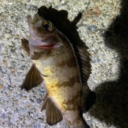 ショアジギ→アジング