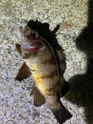 ショアジギ→アジング