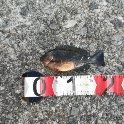 アタリは少なめ