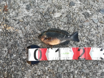 アタリは少なめ