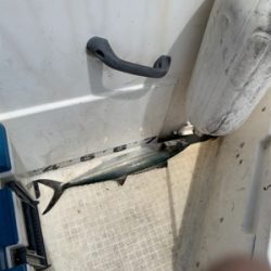 マイボートでイカ調査&キャスティングゲーム