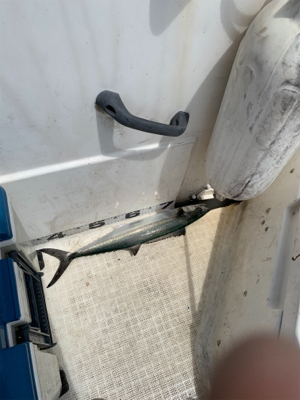 マイボートでイカ調査&キャスティングゲーム