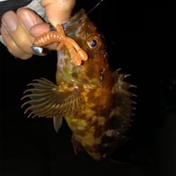 青物もシーバスもあかんかった