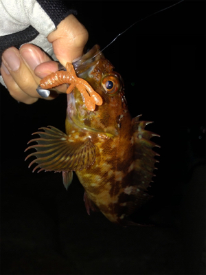 青物もシーバスもあかんかった