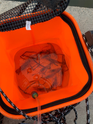 今日も手長えび