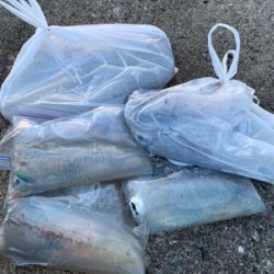 アオリイカ爆発的釣果!!