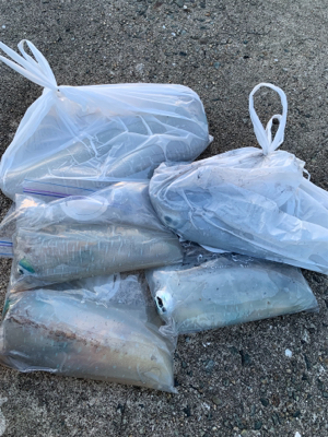 アオリイカ爆発的釣果!!