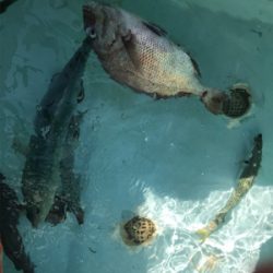 スーパーライトジギング