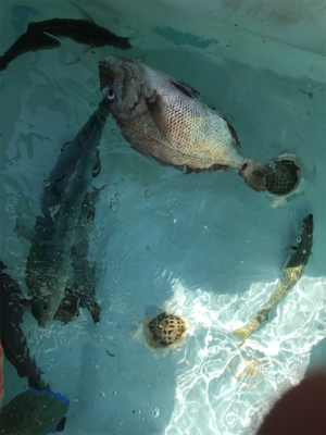 スーパーライトジギング