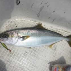 イカメタル開幕?