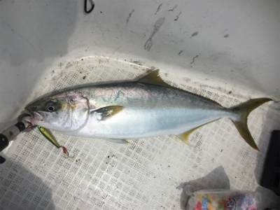 イカメタル開幕?