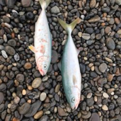 七里御浜ショアジギング