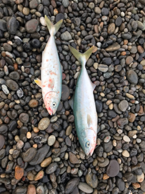 七里御浜ショアジギング