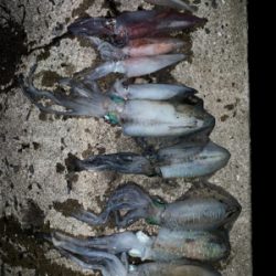 アオリイカとヤリイカ