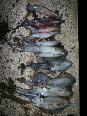 アオリイカとヤリイカ