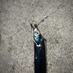 高級天然美味魚!