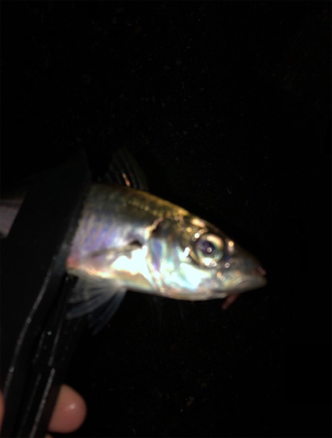 メバル、アジ爆釣!