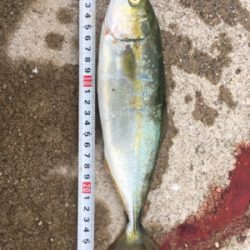 貝塚ライトゲームで7目達成！