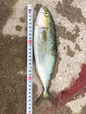 貝塚ライトゲームで7目達成！