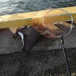 エイ　ボラ多い