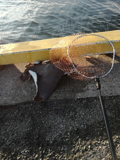 エイ　ボラ多い