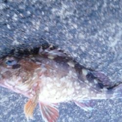 尺アジに届かず