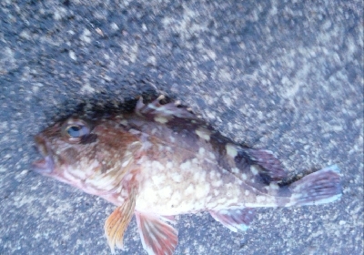 尺アジに届かず