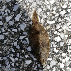 子供と一緒にチョイ投げる