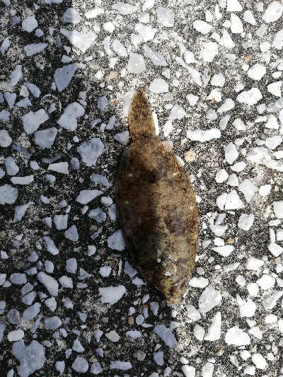 子供と一緒にチョイ投げる