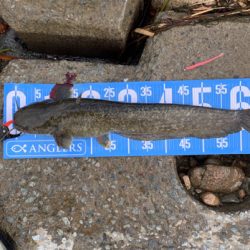 武庫川河川敷ナマズゲーム