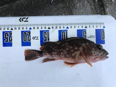 タチウオ狙いのはずが