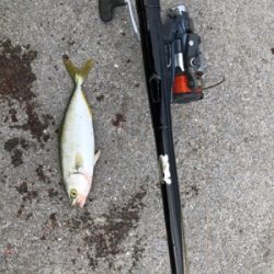 波止で五目釣り