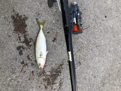 波止で五目釣り