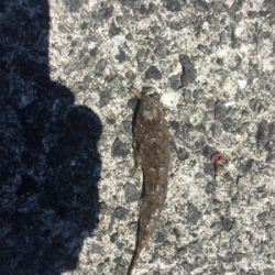 ショアジギのちエサ釣り