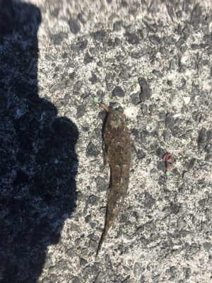 ショアジギのちエサ釣り