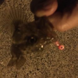 西鳥取漁港初釣行