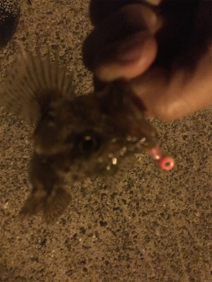 西鳥取漁港初釣行