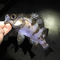 漁港でメバリング