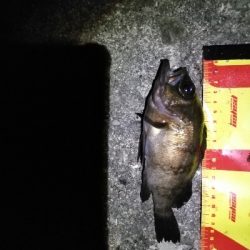 時津港ＩＮ　キス釣り+α